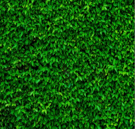 Πράσινο backdrop με πυκνά φύλλα, τύπου living wall, ιδανικό για photobooth και natural-themed events.